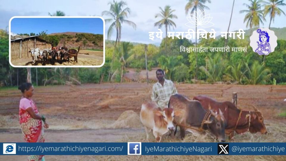 traditional post harvesting techniqe Mahadev Pandit article