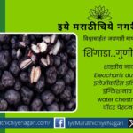 Shingada water cheast nut article by Priya Dandge