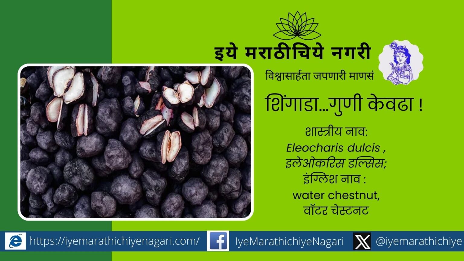 Shingada water cheast nut article by Priya Dandge