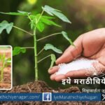 plants that can be used to prepare fertilizers