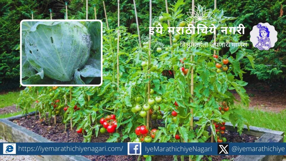Cabbage aphid control and tomato cultivation