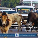 Highways Authority takes up pilot project to prevent accidents caused by stray cattle