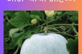 medicinal importance of winter melon