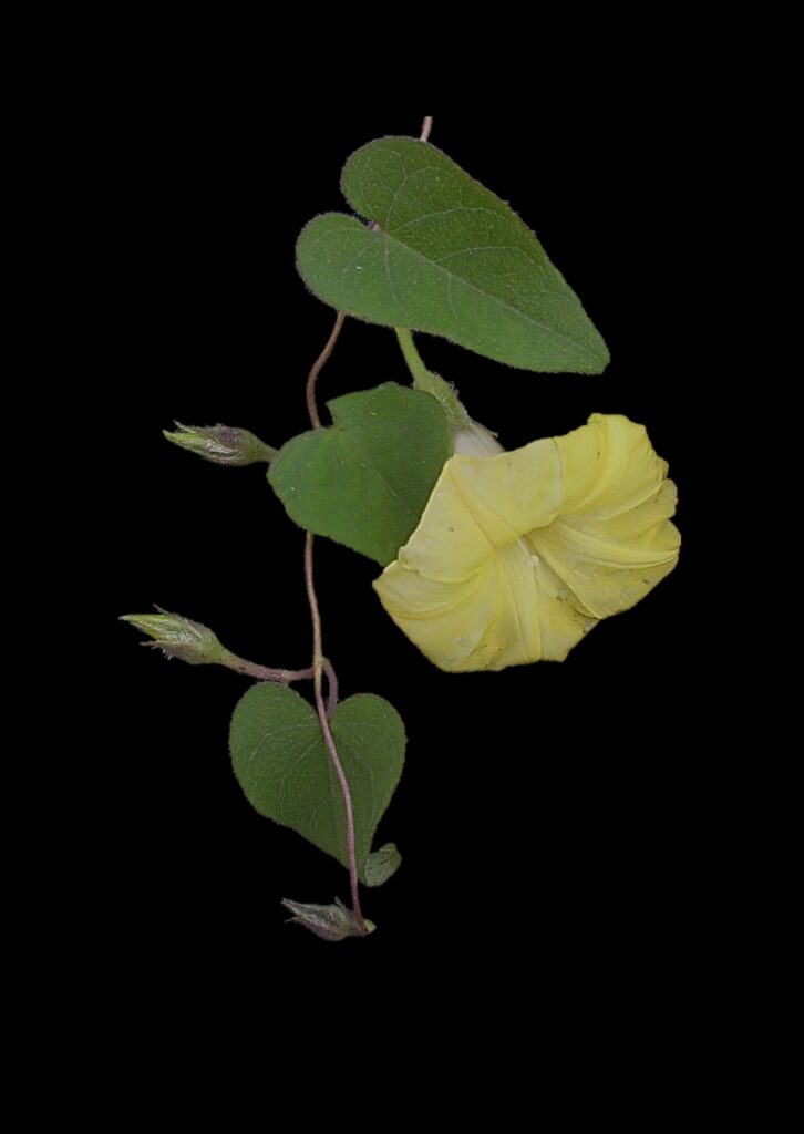 1. Ipomoea Simoesiana