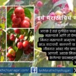 Aatak Fruits in Konkan J D Paradkar article