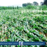 The waves of nature Datta Manugade article