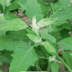 White goosefoot vegetable medicinal importance Priya Dandge article
