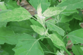 White goosefoot vegetable medicinal importance Priya Dandge article