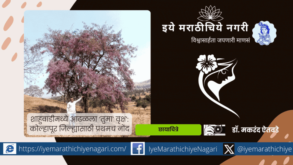 Tuma Tree Discovered in Shahuwadi First Record for Kolhapur District