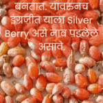 A close-up of Nerli berries (Silver Berry) with their pinkish hue and artistically carved seeds, found in the forests of the Sahyadri mountains.
