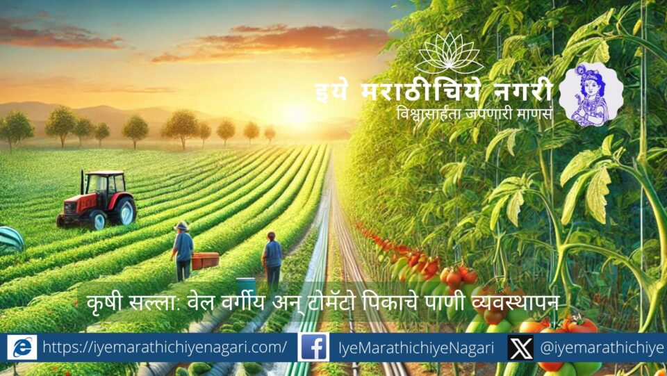 Drip irrigation system for vine crops and tomato farming for efficient water management.