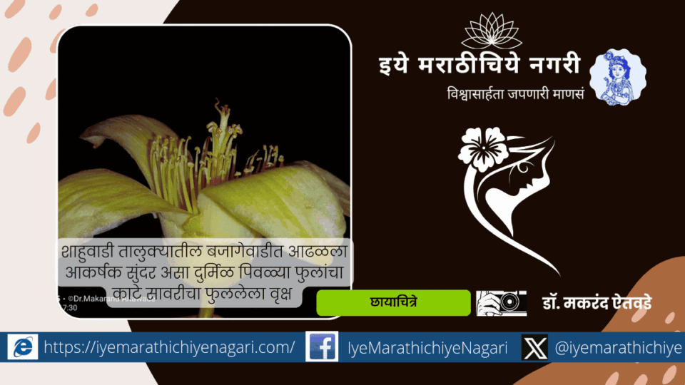 Rare Yellow Silk Cotton Tree (Bombax ceiba) discovered in Shahuwadi Maharashtra