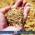 How to Treat Paddy Seeds Before Sowing A Step-by-Step Guide
