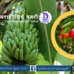 Healthy banana and pomegranate fruits growing in a well-maintained farm, showing proper crop care practices.