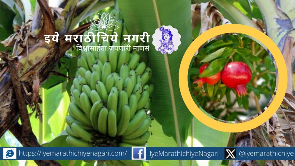 Healthy banana and pomegranate fruits growing in a well-maintained farm, showing proper crop care practices.