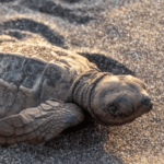 Olive Ridley turtle hatchlings crawling toward the sea during early morning coastal release.