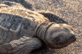 Olive Ridley turtle hatchlings crawling toward the sea during early morning coastal release.