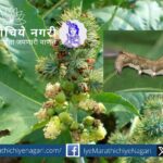 Castor semi looper Explore the fascinating world of the semi-looper caterpillar on castor plants in this detailed article by Dhananjay Shah, narrated by Rasika Tuljapurkar.