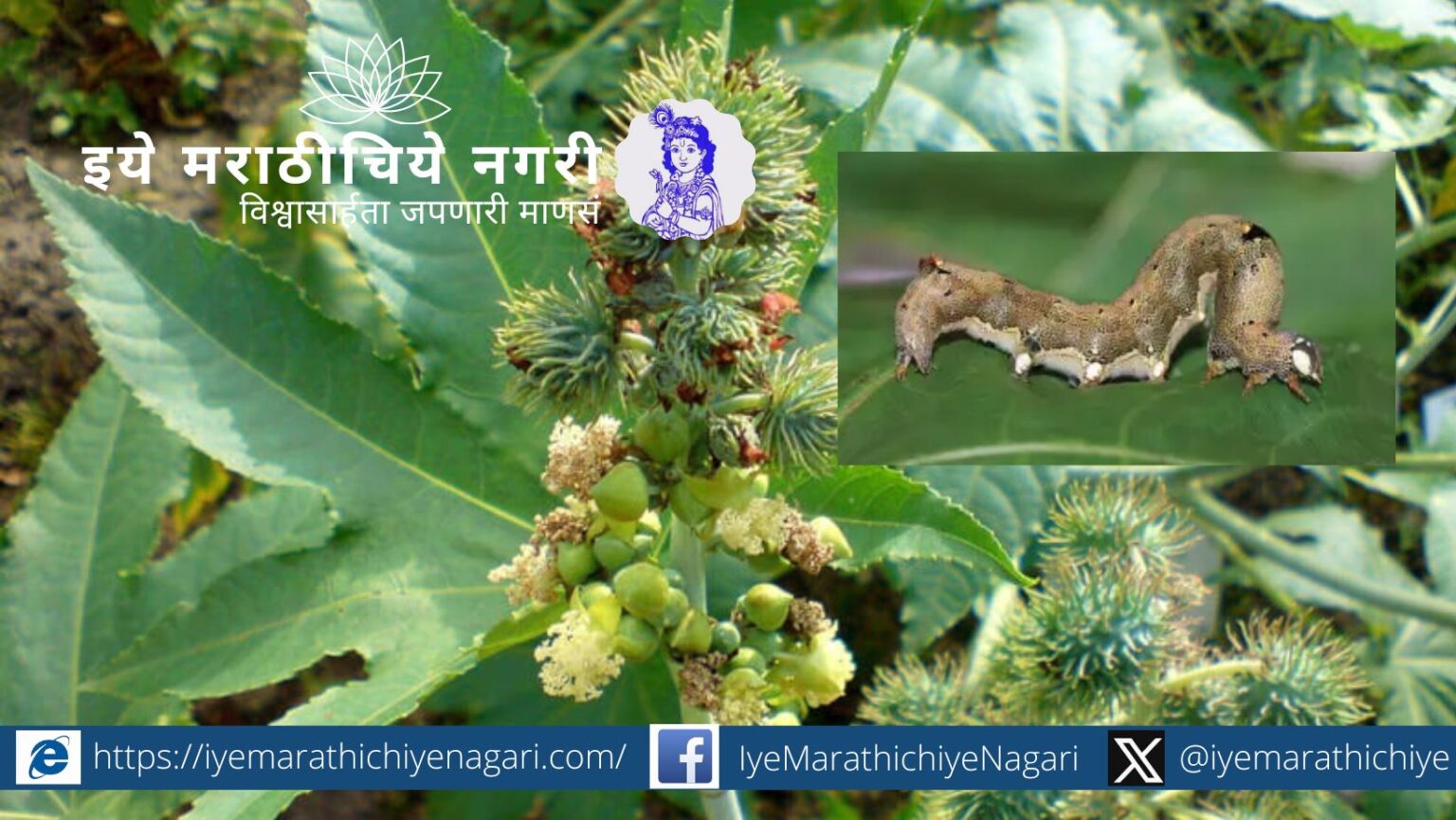 Castor semi looper Explore the fascinating world of the semi-looper caterpillar on castor plants in this detailed article by Dhananjay Shah, narrated by Rasika Tuljapurkar.
