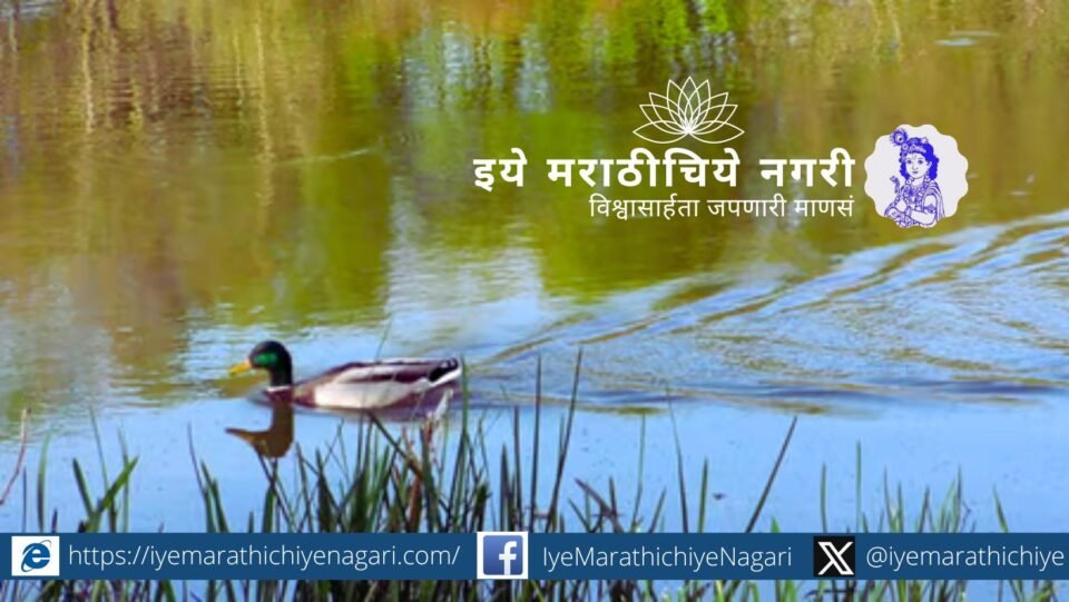 Ducks gracefully swimming in clean water while keeping it pure – a viral video teaching humans a lesson in environmental care