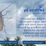 Traditional rural woman performing haldi-kunku ritual during Mirug Nakshatra as dark clouds loom—symbol of faith and timely rain