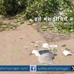 Fallen bird nests and rescued baby birds after illegal tree cutting at a Sangli petrol pump