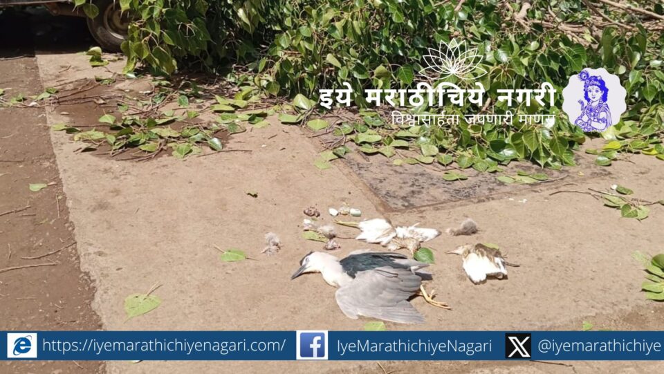 Fallen bird nests and rescued baby birds after illegal tree cutting at a Sangli petrol pump