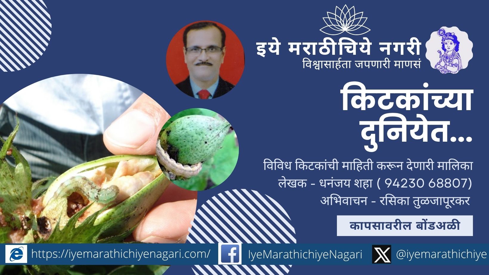 बोंड अळी कापसाच्या बोंडांवर हल्ला करताना – कापूस शेतीतील कीड नियंत्रणासाठी उपयुक्त माहिती