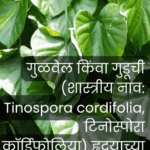 आजीच्या रानभाज्यांमध्ये अमृतासमान गुळवेल व शेवळी – पारंपरिक औषधी उपयोग व पाककृतींची ओळख जिल्हा माहिती कार्यालय, रत्नागिरी यांच्याकडून.