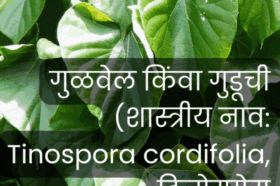 आजीच्या रानभाज्यांमध्ये अमृतासमान गुळवेल व शेवळी – पारंपरिक औषधी उपयोग व पाककृतींची ओळख जिल्हा माहिती कार्यालय, रत्नागिरी यांच्याकडून.