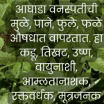 Explore the medicinal and culinary value of Aaghada, a traditional wild herb from Maharashtra. Discover recipes, health benefits, and rural wisdom.