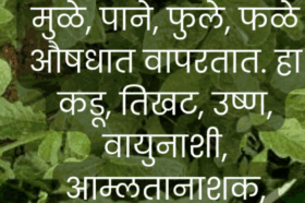 Explore the medicinal and culinary value of Aaghada, a traditional wild herb from Maharashtra. Discover recipes, health benefits, and rural wisdom.