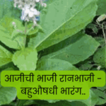 आजीच्या रानभाजींच्या पोतडीतली बहुऔषधी 'भारंगी' – ताप, सर्दी, दमा, पोटदुखीवर उपयुक्त; चविष्ट आणि औषधी भाजीचे पारंपरिक प्रकार.