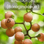 भोकर – आजीच्या रानभाजीचा भाग! आरोग्यदायी गुणधर्म, कोवळ्या पानांची भाजी, फळांची चविष्ट भाजी आणि लोणच्याच्या रेसिपी.