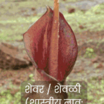 आजीची भाजी शेवळी – पावसाळ्यात मिळणारी पोषणमूल्यांनी भरलेली रानभाजी, औषधी उपयोग व पारंपरिक पाककृतीसह माहिती.