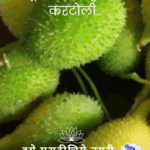 मधूमेहींसाठी गुणकारी करटोलीसारख्या रानभाज्यांची ओळख करून देणारी 'आजीची भाजी रानभाजी' ही जिल्हा माहिती कार्यालय, रत्नागिरी यांची खास मालिका.