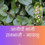 थंड गुणधर्माची औषधी रानभाजी – 'मायाळू'. आजीच्या हातच्या पारंपरिक पाककृतीसह तिच्या आरोग्यदायी उपयोगांची माहिती.