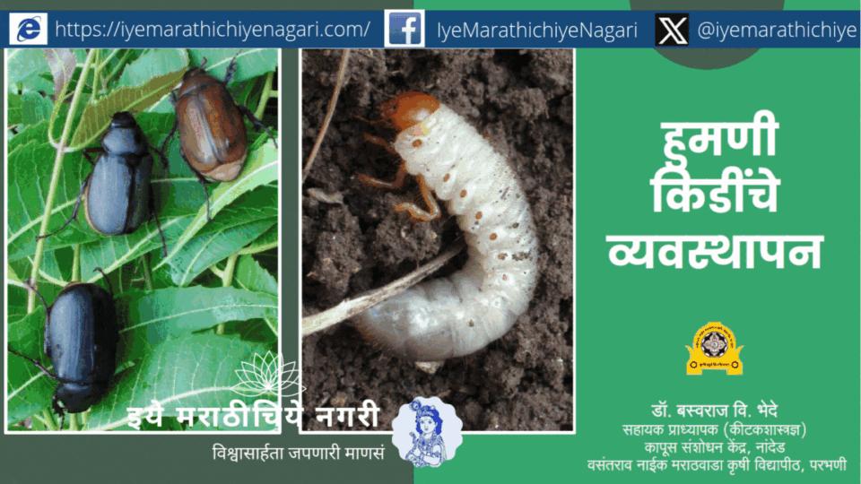 Learn expert-recommended strategies for managing Humani pest (white grub) in agriculture. Insights from Dr. B. V. Bhede on sustainable pest control.