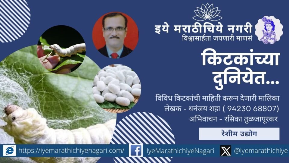 Silkworms spinning cocoons – Exploring the silk industry in the insect world by Dhananjay Shaha