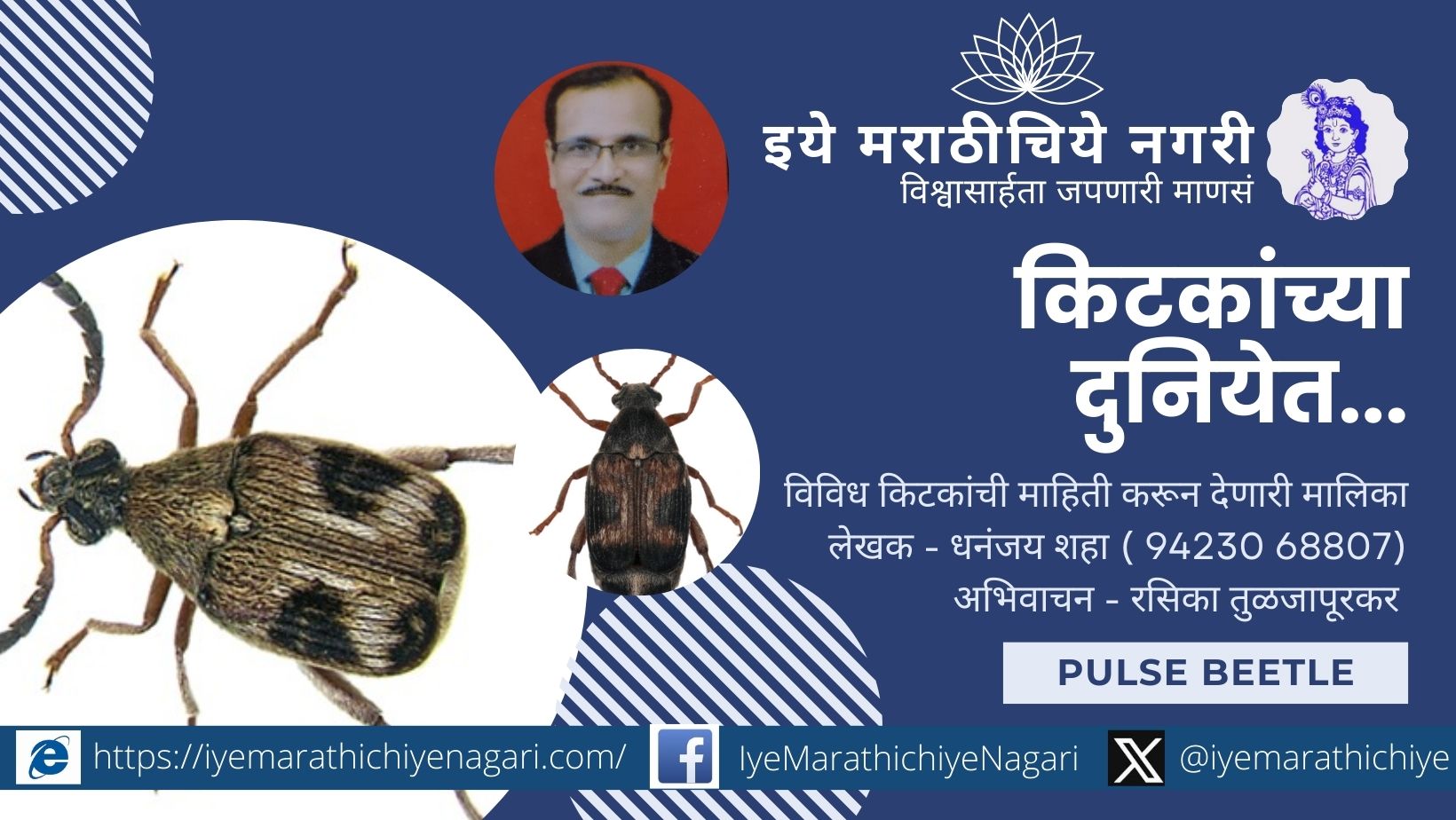 धान्य पोसणारा पण हानीकारक Pulse Beetle किटक – जाणून घ्या त्याची माहिती, हानीचे प्रकार आणि नियंत्रण, 'किटकांच्या दुनियेत' मालिकेतून.