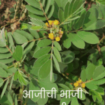 त्वचारोगांवर उपयुक्त अशी औषधी रानभाजी – टाकळा. आदिवासी आहारातील एक महत्वाची भाजी, आजीच्या पाककृतींसह त्वचाविकारांवर प्रभावी उपाय म्हणून ओळखली जाते.