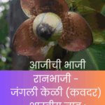 औषधी गुणांनी भरलेली रानभाजी – जंगली केळी (कवदर). आदिवासींचा ठेवा, आजीची पारंपरिक रेसिपी आणि आरोग्यासाठी उपयुक्त अशी रानभाजी – जिल्हा माहिती कार्यालय रत्नागिरी यांची मालिका.