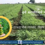 हरभरा लागवडीसाठी बियाणे निवड, पेरणी वेळ, मर व कॉलर रॉट रोग नियंत्रण, सूक्ष्म अन्नद्रव्ये वापर आणि योग्य खत व्यवस्थापन या उपायांनी उत्पादनात वाढ साधता येते.