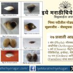 भिमा नदीतील सूक्ष्मजीवांवर झालेल्या संशोधनातून नदी मध्यम प्रदूषित असल्याचे स्पष्ट झाले. जैवसूचक प्रजातींवर आधारित हा अभ्यास नदी संरक्षणासाठी महत्त्वाचा आहे.