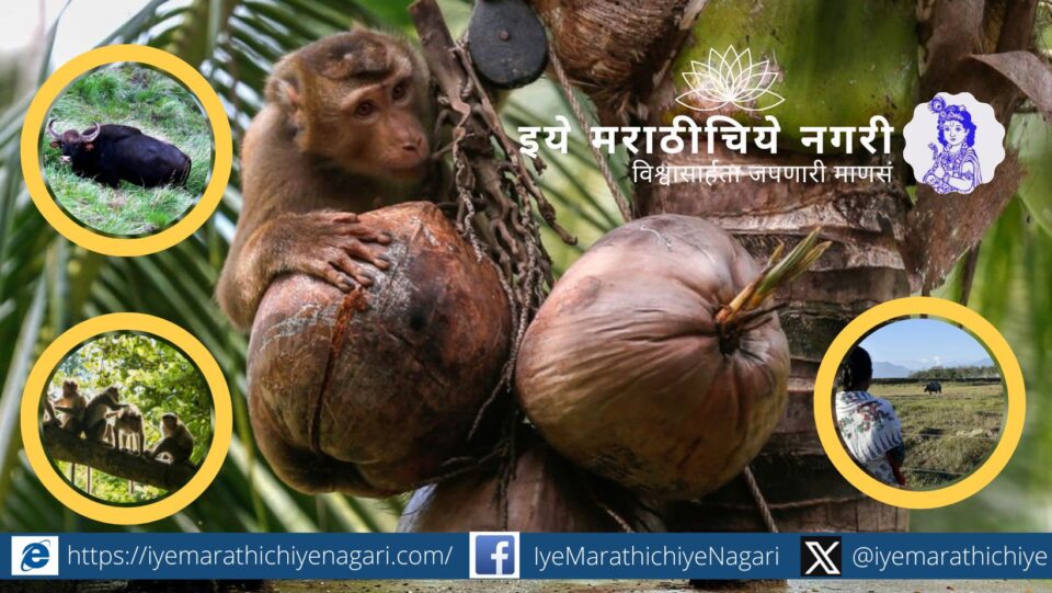 कोकणातील शेतकरी आणि रानटी प्राणी संघर्ष वाढतोय. भातशेती, आंबा, काजू, नारळ पिकांचे मोठे नुकसान होत असून दीर्घकालीन उपाययोजना तातडीने गरजेच्या आहेत.