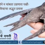 स्वीडनमधील संशोधकांनी शोधलेला स्विफ्ट पक्षी सलग दहा महिने न थांबता आकाशात उडतो. निसर्गातील सहनशक्तीचा विक्रम ठरलेल्या या पक्ष्याचे उड्डाण अजूनही रहस्यमय आहे.