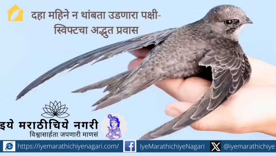 स्वीडनमधील संशोधकांनी शोधलेला स्विफ्ट पक्षी सलग दहा महिने न थांबता आकाशात उडतो. निसर्गातील सहनशक्तीचा विक्रम ठरलेल्या या पक्ष्याचे उड्डाण अजूनही रहस्यमय आहे.