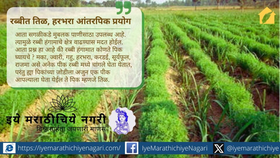 रब्बी हंगामात तिळ-हरभरा आंतरपीक पद्धतीचा नवा प्रयोग शेतकऱ्यांसाठी फायदेशीर ठरत आहे. या पद्धतीमुळे जमिनीची सुपीकता, उत्पादन व उत्पन्न वाढीस हातभार लागतो.