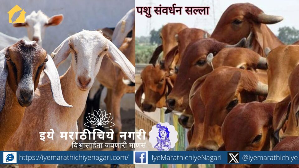 देशी गोवंशाचे आरोग्य व्यवस्थापन, वर्तन, आहार, लसीकरण तसेच शेळ्यांच्या जाती आणि संवर्धनाची उपयुक्त माहिती. पशुपालकांसाठी उपयुक्त मार्गदर्शक लेख.