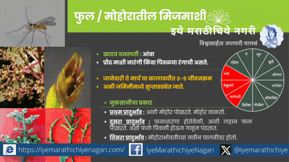 आंबा पिकातील फुलमाशी, मिजमाशी व फळमाशी नियंत्रणाच्या प्रभावी उपायांची माहिती. मोहोर, फुले व फळांची नुकसानापासून बचाव करून उत्पादन वाढवा.